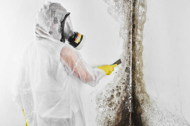 Best Post-Flood Mold Remediation in Upper Ack, NY