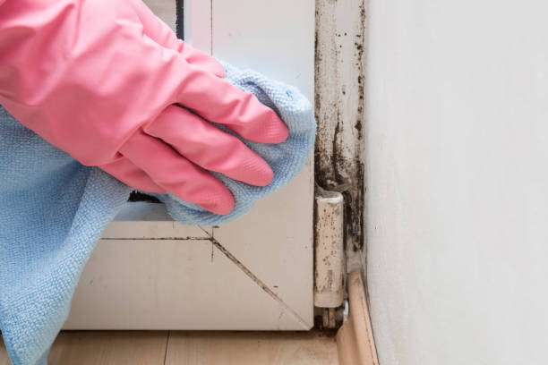 Best Black Mold Remediation in Upper Ack, NY